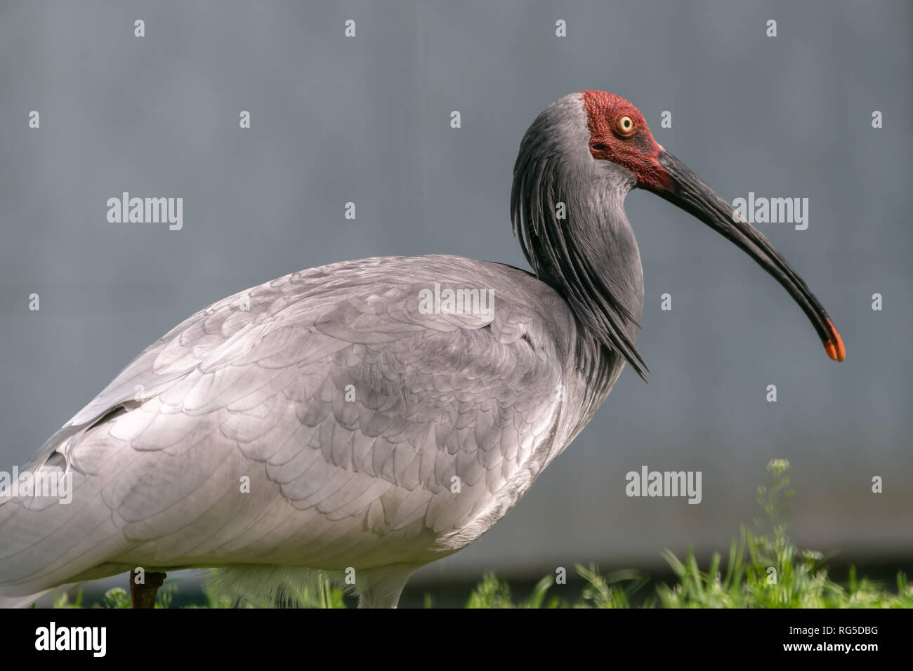 Nipponia nippon hires stock photography and images Alamy