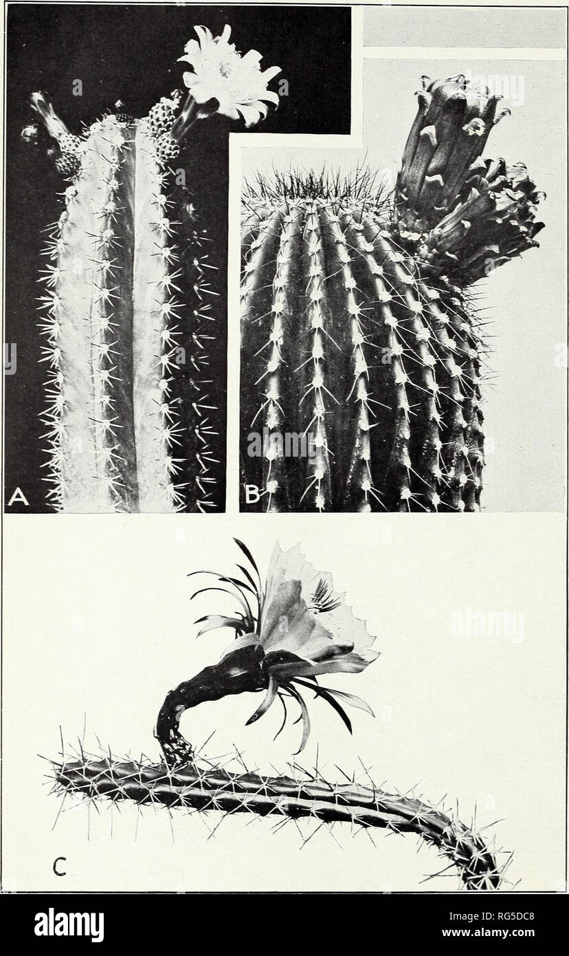 . Cacti. Cactus. Circular No. 66. U. S. Dept. of Agriculture Plate 13. u A.—Lemaireocereus griseus (Cereus eburneus). Missouri Botanical Garden, 1905. B.—Cephalocereus (Pilocereus) polylophus. Missouri Botanical Garden, 1905. C.—Harrisia (Cereus) tortuosa. Mis- souri Botanical Garden, 1908. Please note that these images are extracted from scanned page images that may have been digitally enhanced for readability - coloration and appearance of these illustrations may not perfectly resemble the original work.. Griffiths, David, 1867-1935; Thompson, Charles Henry, 1870-1931. Washington, D. C. : U. Stock Photo