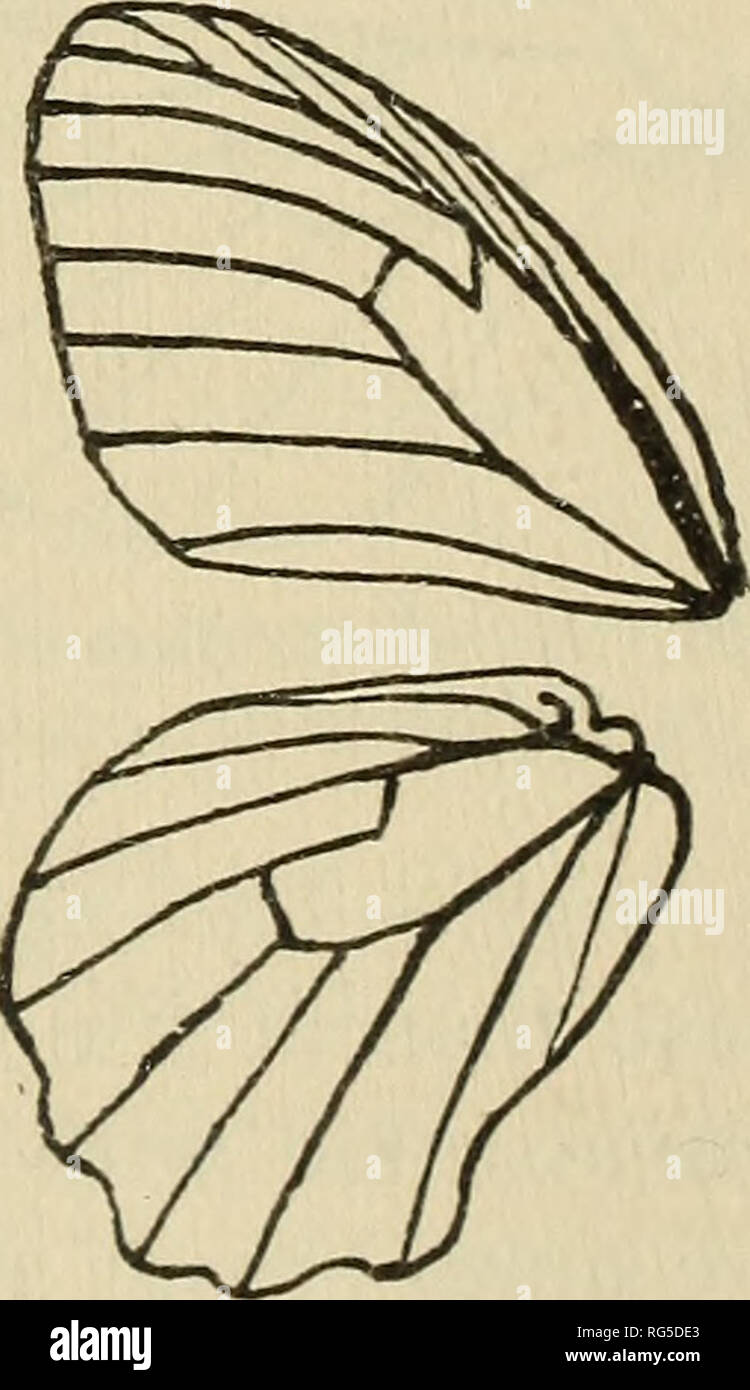 The Butterfly Book Butterflies Genus Geirocheilus Early Stages