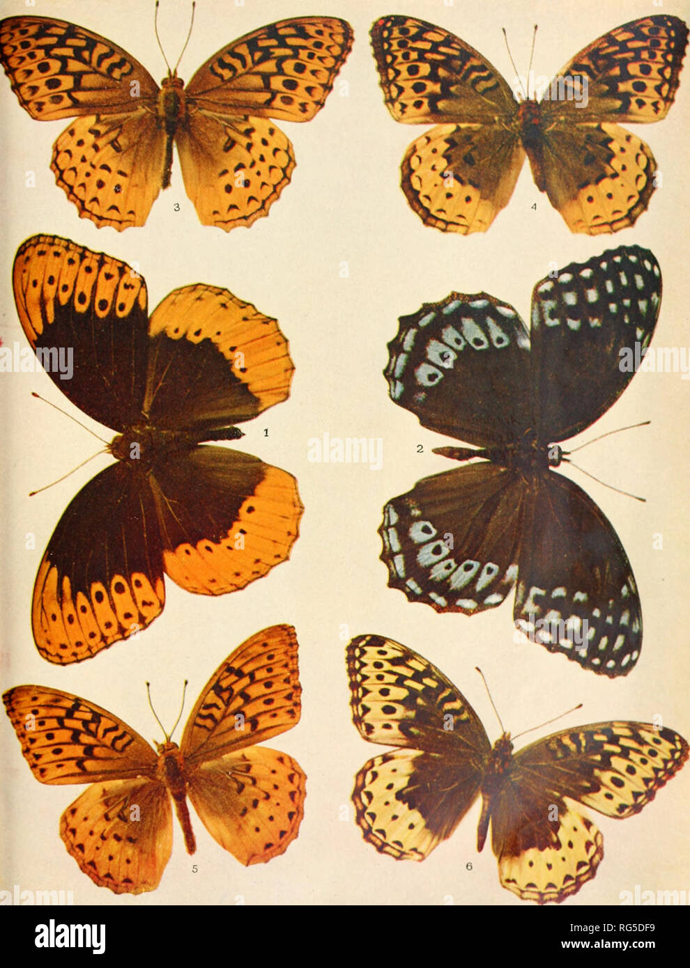 . The butterfly book; a popular guide to a knowledge of the butterflies of North America. Butterflies -- North America. Tkb ButtekI-1,y Book Plate IX. UPYR.UHTEjO aT W J -iov^^mO, »89e.. Please note that these images are extracted from scanned page images that may have been digitally enhanced for readability - coloration and appearance of these illustrations may not perfectly resemble the original work.. Holland, W. J. (William Jacob), 1848-1932. Garden City, N. Y. , Doubleday, Page &amp; Co. Stock Photo