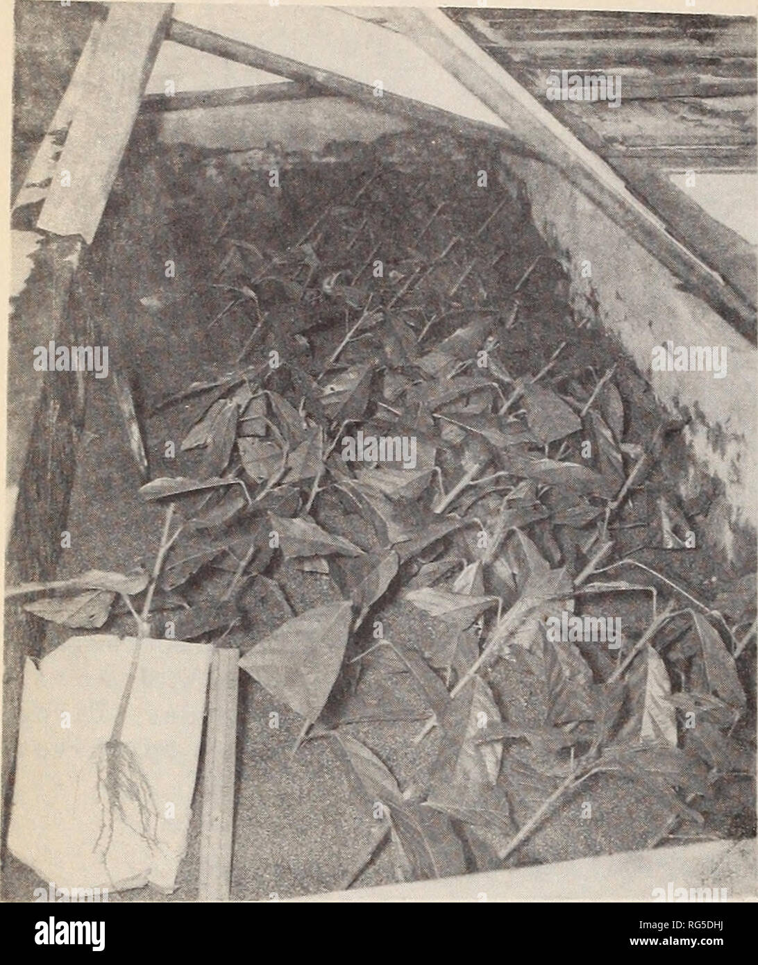 . The cacao industry of Ecuador :. Cacao Ecuador. - 24 -. FIGURE 21.--Cacao cuttings require from 30 to 45 days to develop a root system. To stimulate faster root development the cuttings are treated with a root en- ducing chemical. heaviest loss in production, main harvest in August and September and a light one during April and May. The variations in harvesting seasons in the several re- gions are indicated by fig- ure 22, which shows the monthly proportion of each type of cacao entered on the Guayaquil market. Such fluctuations are due prima- rily to the climate and the predominate types of Stock Photo