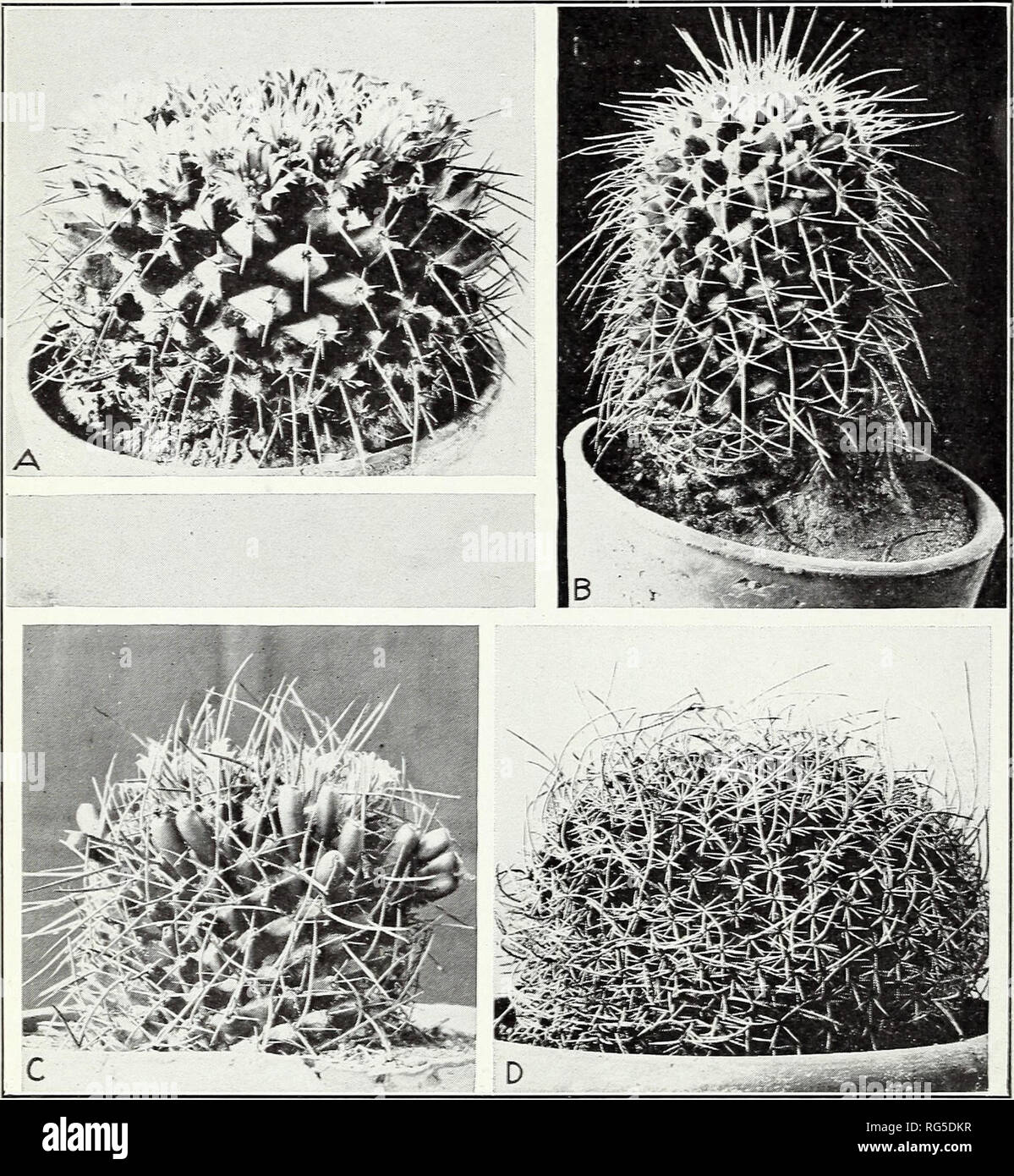 . Cacti. Cactus. Circular No. 66, U. S. Dept. of Agriculture Plate 3. A.—Neomammillaria magnimamma (Mammillaria centricirrha). B.— Neomammillaria compressa (Mammillaria cirrhifera). C.—Neomammillaria (Mammillaria) carnea. D.—Neomammillaria mystax (Mammillaria mutabilis). Please note that these images are extracted from scanned page images that may have been digitally enhanced for readability - coloration and appearance of these illustrations may not perfectly resemble the original work.. Griffiths, David, 1867-1935; Thompson, Charles Henry, 1870-1931. Washington, D. C. : U. S. Dept. of Agricul Stock Photo