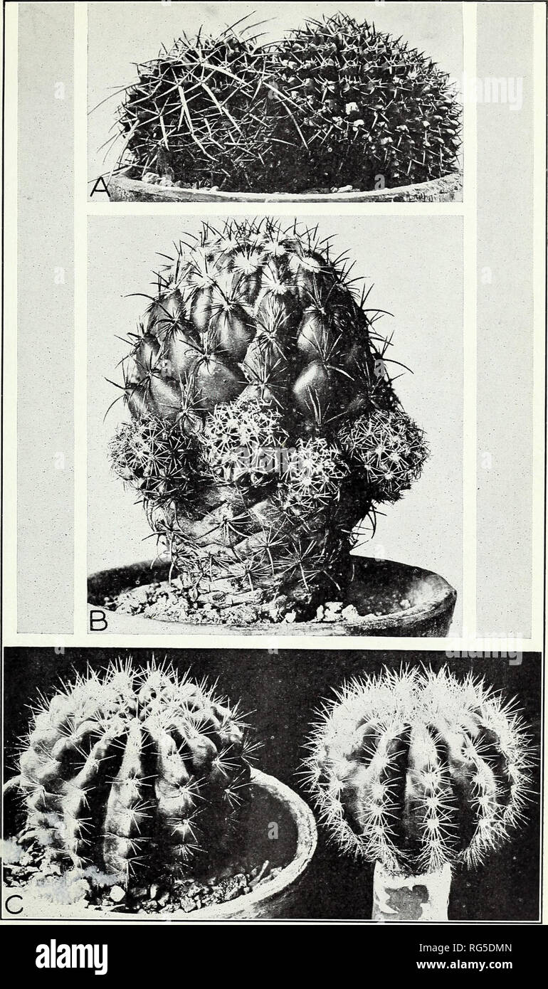 . Cacti. Cactus. Circular No. 66. U. S. Dept. of Agriculti Plate 2. A.— Neomammillaria (Mammillaria) pyrrhocephala. Missouri Botanical Garden, 1910 B —Cory- phantha {Mammillaria) cornifera. Missouri Botanical Garden, 1899. C —Echinopsis ca'lochlora, showing the development of more spines in the grafted plant than in its parent. The grafted plant is an offset from the other. Missouri Botanical Garden. 1907. Please note that these images are extracted from scanned page images that may have been digitally enhanced for readability - coloration and appearance of these illustrations may not perfectl Stock Photo