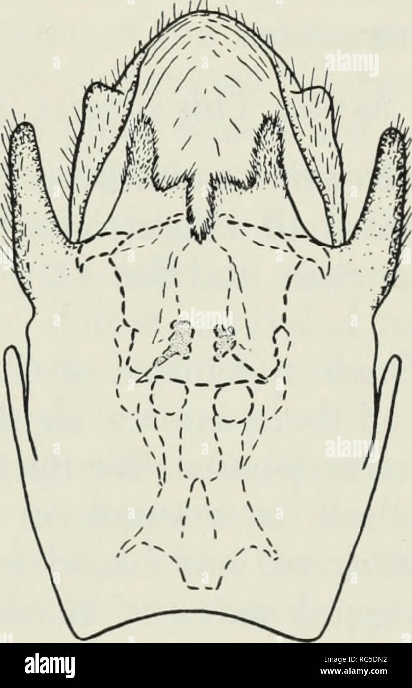 . The caddisfly genus Oligotricha in Japan with the description of a new species (Trichoptera : Phryganeidae). Caddisflies; Oligotricha; Phryganeidae. Oligotricha fluvipes (Matsumura) Fig. 3, Terminal abdominal segments of male; 3A, lateral view; 3B, caudal view. Fig. 4, Terminal abdominal segments of female, ventral view.. Please note that these images are extracted from scanned page images that may have been digitally enhanced for readability - coloration and appearance of these illustrations may not perfectly resemble the original work.. Wiggins, Glenn B; Kuwayama, Satoru, 1897-; Royal Onta Stock Photo