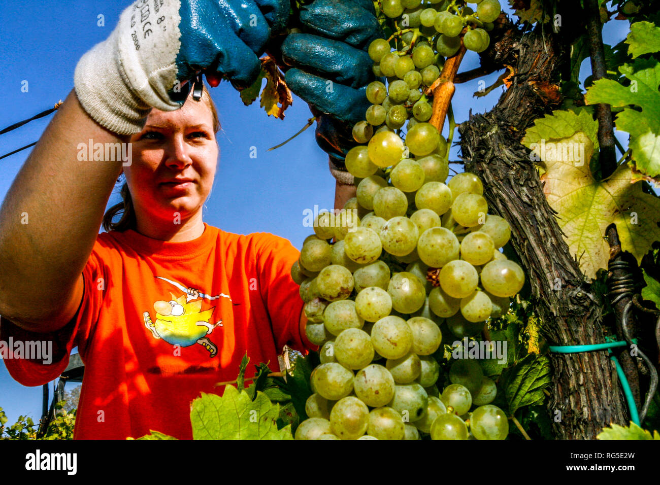 Wine harvest, young woman picks bunch of grapes in a vineyard, Melnik wine region, Czech Republic Stock Photo