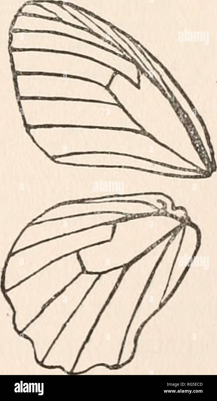 The Butterfly Book A Popular Guide To A Knowledge Of The