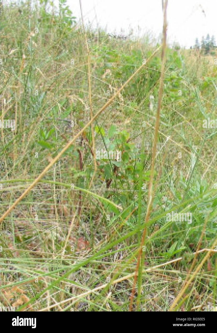 . Conservation strategy for Silene spaldingii (Spalding's catchfly) in Montana . Botany; Rare plants; Silene spaldingii. Figure 33. Map of EO #15 with part of nearby EO #5. Vegetation Associated Dominant Species: Stipa nelsonii, Festuca scabrella, Festuca idahoensis, Monarda fistulosa, Crataegus douglasii (black hawthorn) and Amelanchier alnifolia (serviceberry). Exotic Species: Frequent exotics are Hypericum perforatum and Bromus tectorum. Occasional exotics include Centaurea maculosa, Poa pratensis and Potentilla recta. Infrequent exotics include Verbascum blattaria and Verbascum thapsus.. A Stock Photo