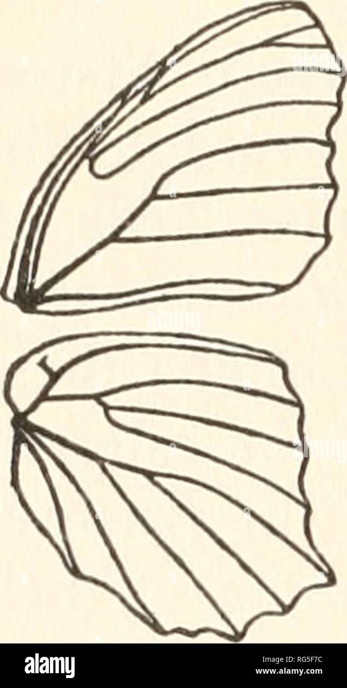 . The butterfly book; a popular guide to a knowledge of the butterflies of North America. With 48 plates in color-photography, reproductions of butterflies in the author's collection, and many text illustrations presenting most of the species found in the United States. Butterflies -- North America. Genus Anartia (j) Junonia genoveva, Cramer, Plate XX, Fig. 9, <3 (Geno- vcva). Butterfly.— Much darker above than either of the two pre- ceding species. The transverse subapical band is pale yellow, atmost white; the ocelli of the wings are more as in lavinia than z ccenia. Expanse, about 2.00 Stock Photo