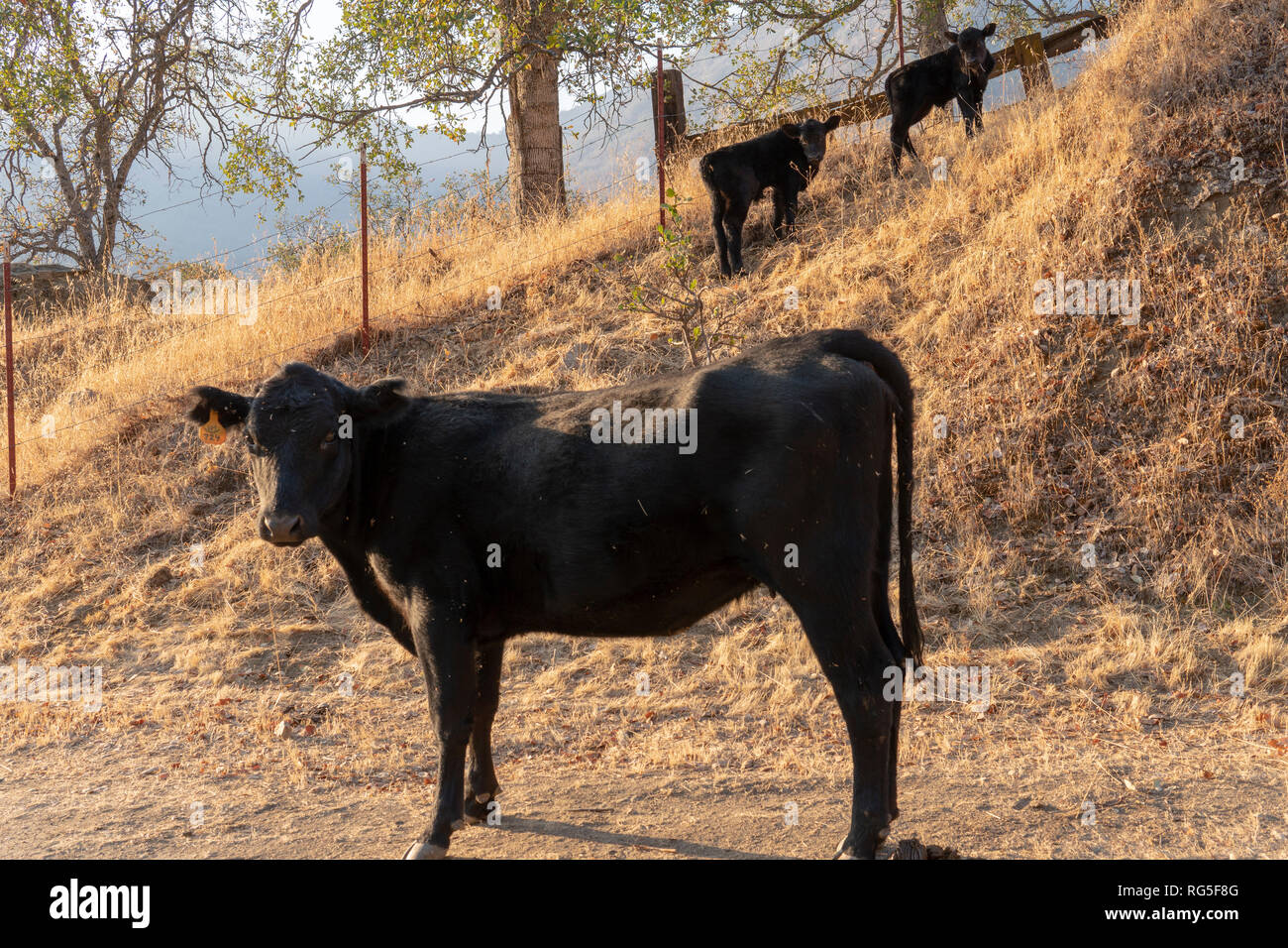 Wild animals in Sequoia National Park California in November Stock
