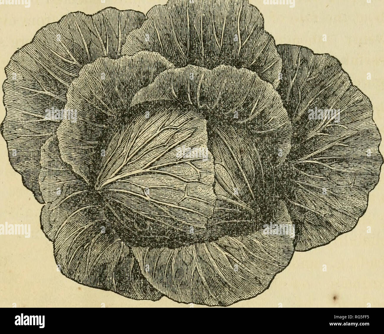Cabbages How To Grow Them Cabbage From Old Catalog Cabbages How To Grow Them Etc 43 Of This Cabbage And If We Want To Try A New Drumheadj I Will Speak