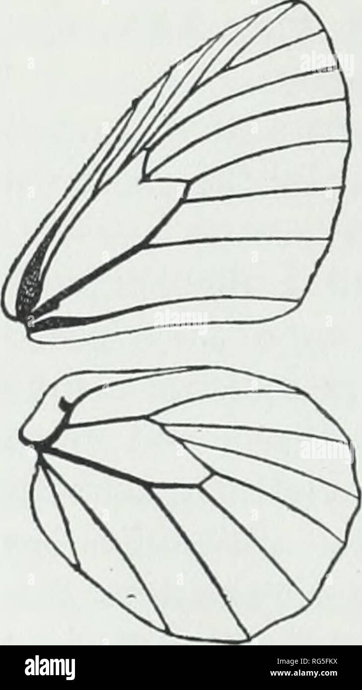 Get Wallpaper Pale Under Wings High Resolution Stock Photography And Images Alamy For iPhone