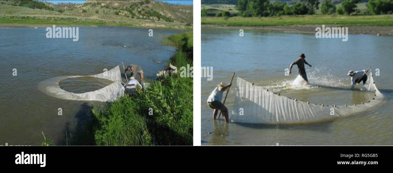 . Aquatic surveys and re-assessment of sites within the Middle Powder River Watershed. Aquatic ecology; Aquatic biology; Invertebrates; Mayflies; Coalbed methane. Methods Aquatic communities (fish and macroinvertebrates) and riparian areas were inventoried and assessed using a combination of Montana Fish, Wildlife and Parks (MFWP) (fish) and BLM / EPA (macroinvertebrates and habitat assessments) protocols and methodology. These methods replicated those used during our July 2005 site visits during river flows at 500 cfs (recorded at the USGS Moorhead Gaging Station). Reach lengths were set at a Stock Photo