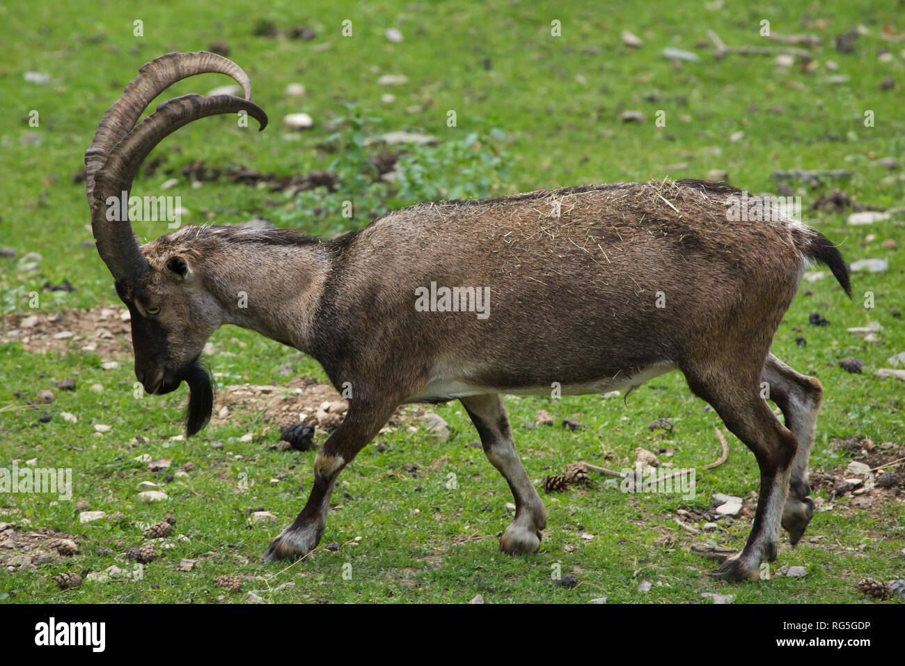 Bezoar ibex (Capra aegagrus aegagrus), also known as the Anatolian Bezoar ibex. Stock Photo