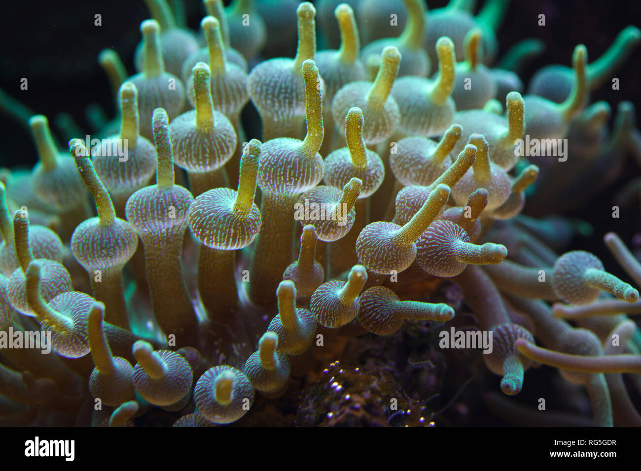 Green bubble-tip anemone (Entacmaea quadricolor). Stock Photo