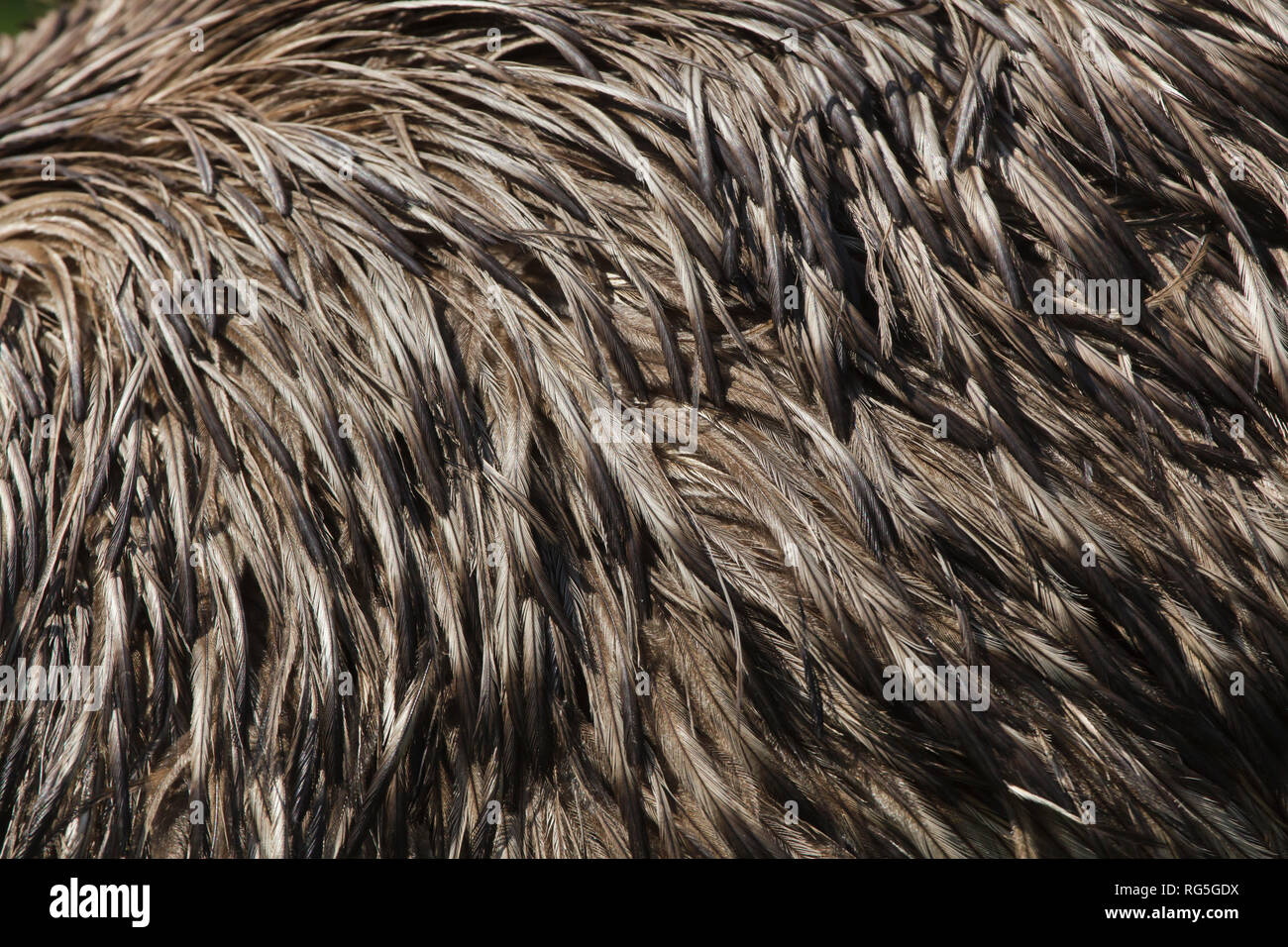 Emu (Dromaius novaehollandiae). Plumage texture. Stock Photo
