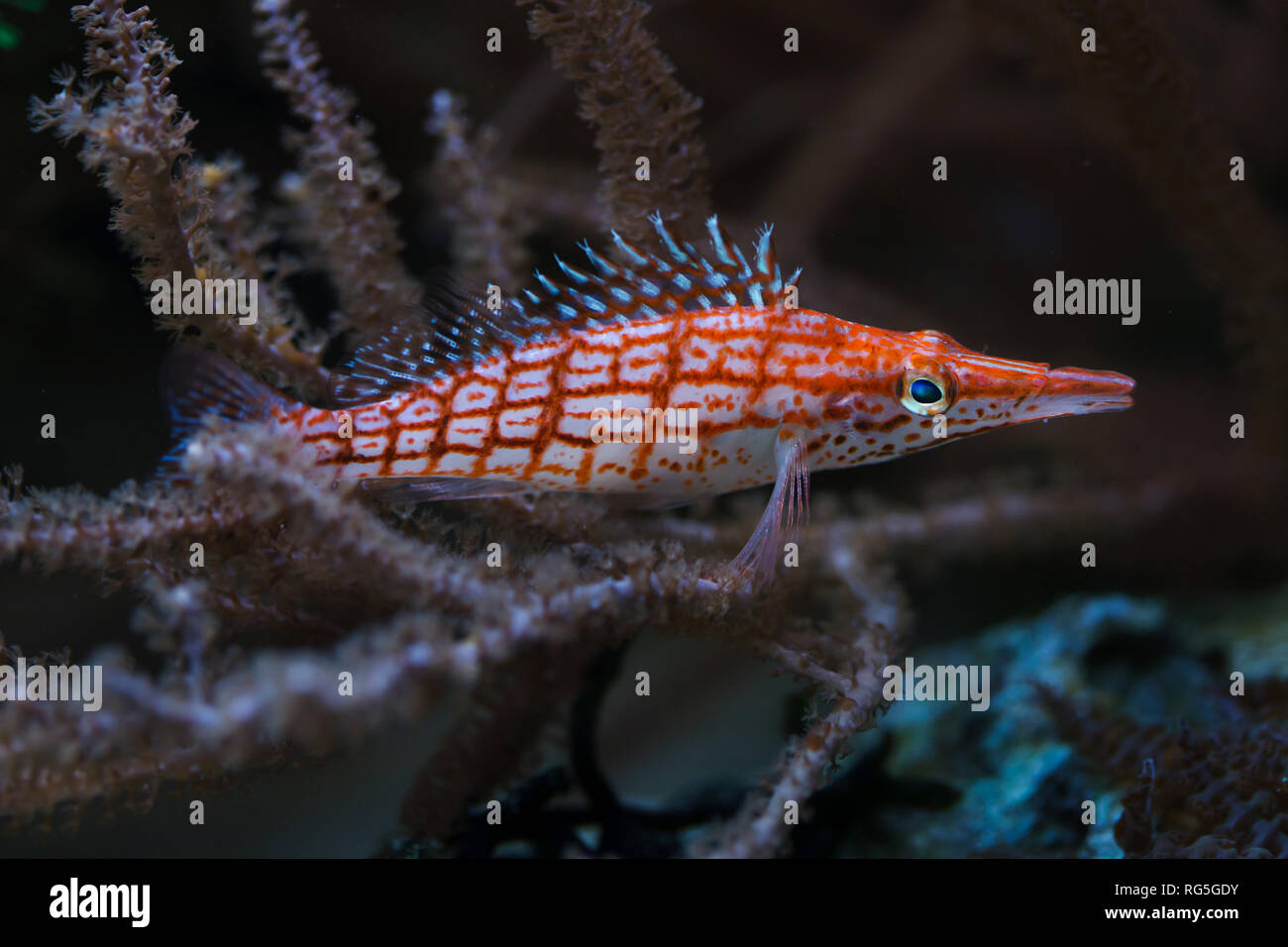 Long nose fish hires stock photography and images Alamy