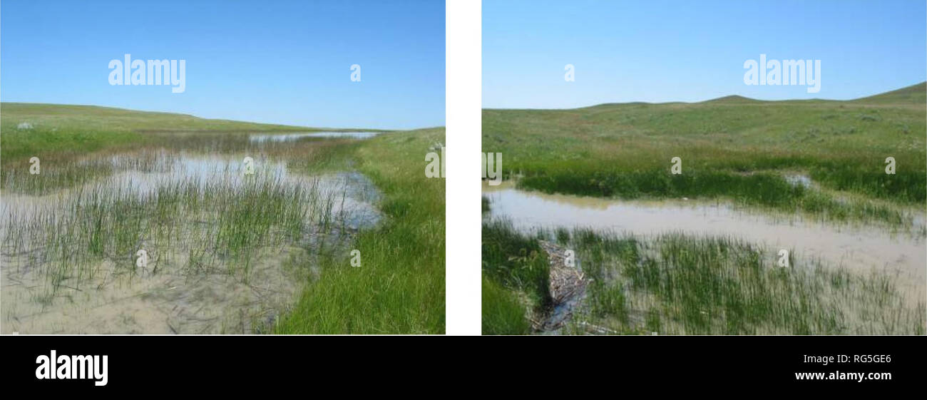 . Assessment of aquatic habitats on the Matador Ranch Phillips Co., MT. Aquatic invertebrates; Stream ecology; Watershed ecology. Matador Perennial Pond Scirpus (Big Stem Bulrush) emergent vegetation dominated, with Spikerush (Elocharis sp.) present and abundant. Fully aquatic plants included Meriophyllum sp. and Potamogeton sp. Macroinvertebrate Community: This community of prairie stream invertebrates consists of the Prairie Pool assemblage (SPA #12, Stagliano 2005). The 2007 sample was dominated by the snails (Physella- 100's), (Gyraulus, Helisoma anceps and Stagnicola -a few), the damselfl Stock Photo