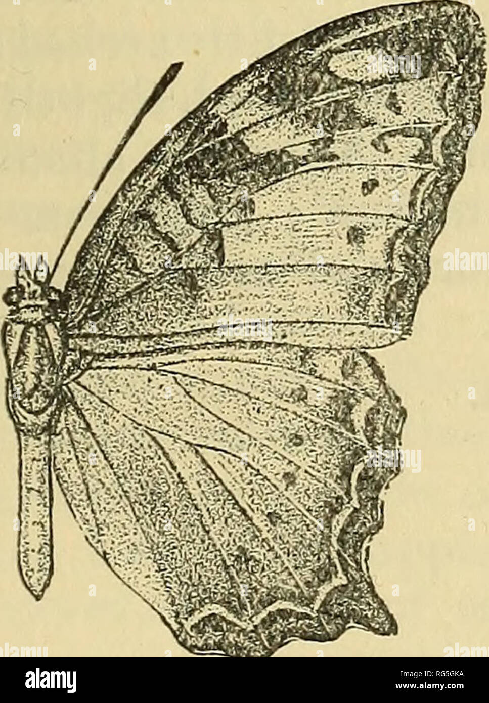 . Butterflies. Vol. I-II.. Lepidoptera. ISSORIA. 415 Genus ISSORIA. Issoria, Hihbner, Verz. bek. Schmett. 1816, p. 31; Moore, Lep. lnd. iv, 1899-1900, p. 201. Type, /. egista, Cramer, from the Moluccas. Range. Indo-Malayan Region. 3 2. Fore wing long, triangular; costa evenly arched, apex subacute; termen even, oblique, only slightly sinuous; tornus rounded; dorsum sinuous; cell not quite half the length of the wing; the neuration in both fore and hind wings is somewhat similar to that of Atella, but differs as follows : in the fore wing, vein 11 from well before, not from apex of cell; vein 1 Stock Photo