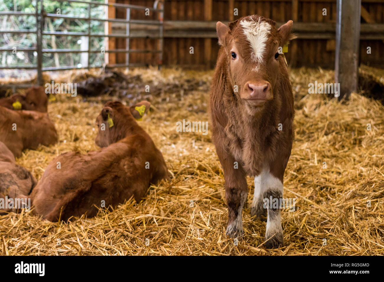 Junges Kalb im Stall Stock Photo