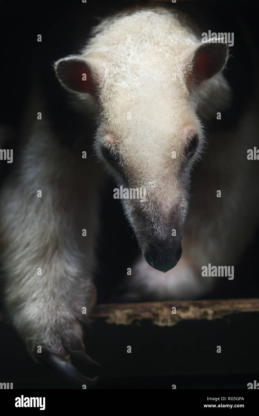 Southern tamandua (Tamandua tetradactyla), also known as the collared anteater or lesser anteater. Stock Photo