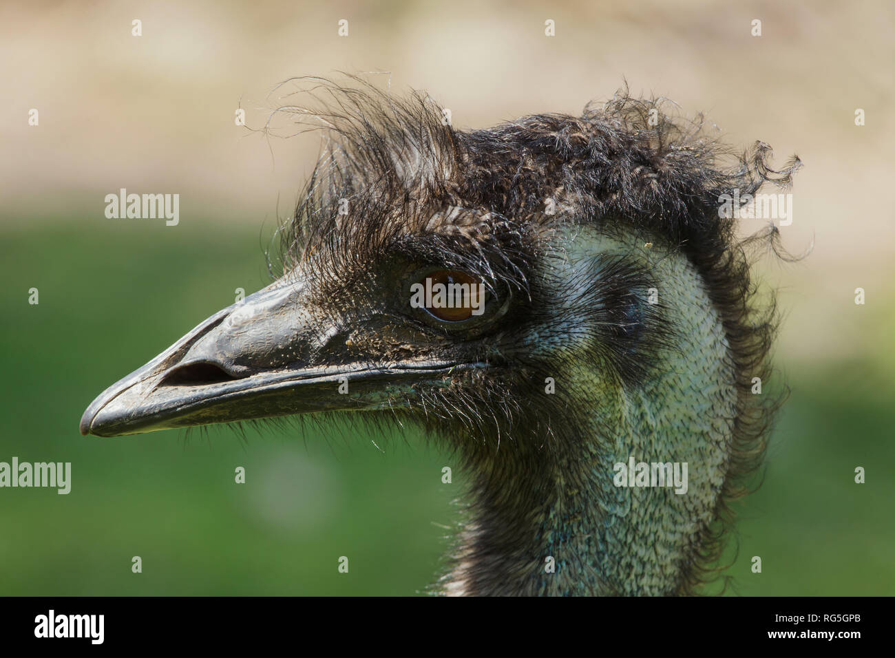 Emu (Dromaius novaehollandiae). Wildlife bird. Stock Photo
