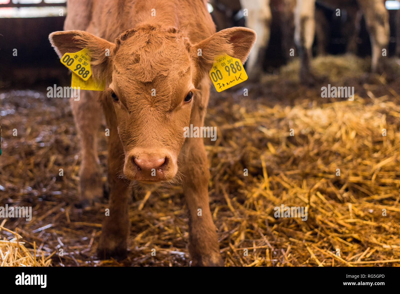 Junges Kälbchen im Rinderstall Stock Photo