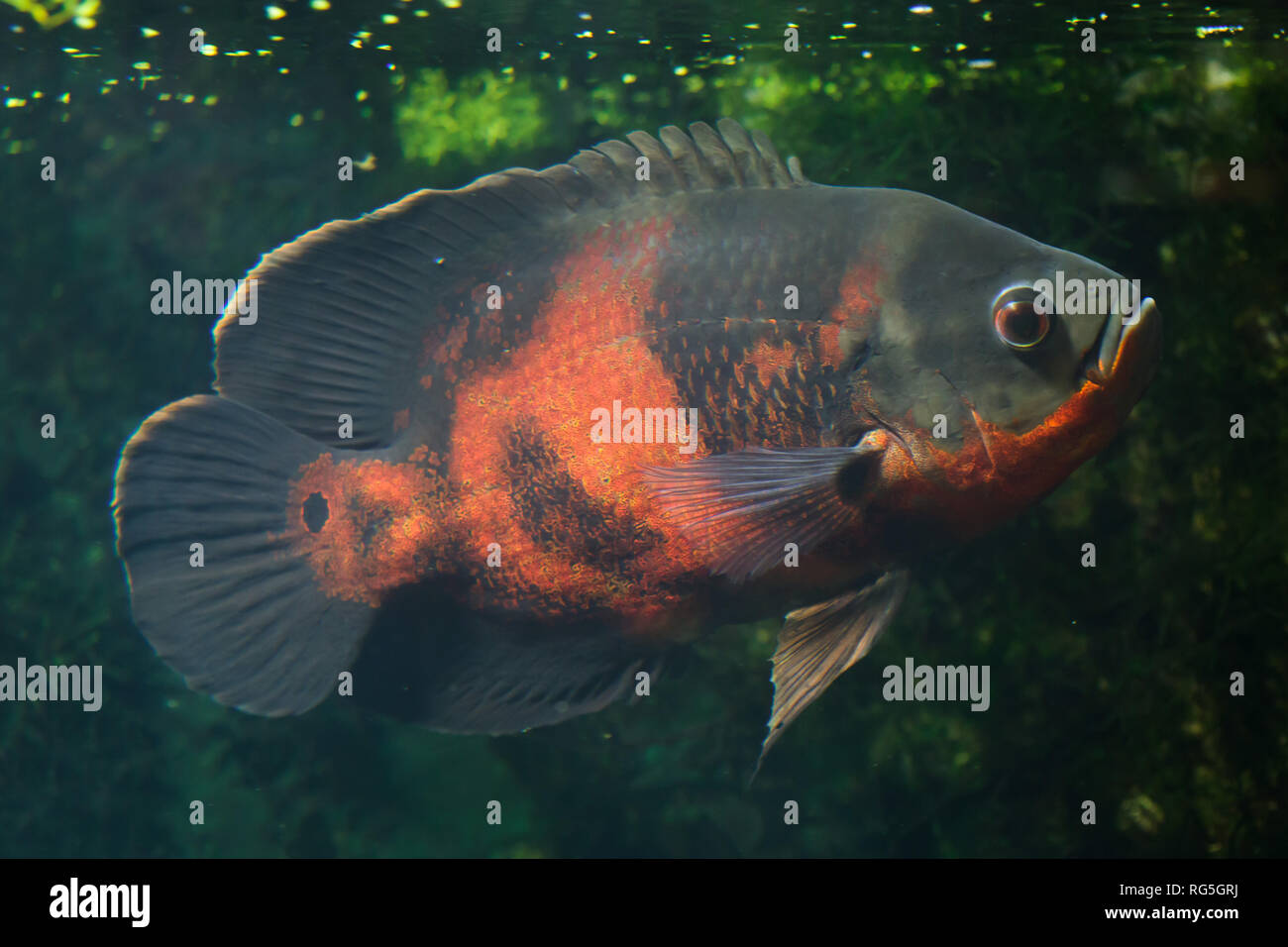 Oscar fish (Astronotus ocellatus). Fresh water fish. Stock Photo