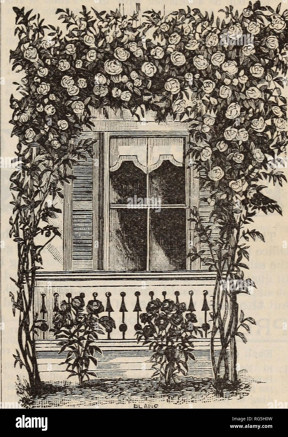 . Burpee's farm annual, 1892. Nursery stock Pennsylvania Philadelphia Catalogs; Flowers Catalogs; Vegetables Catalogs; Seeds Catalogs. BURPEE'S LIST OF PLANTS. 153 EVER-BLOOMING ROSES.—Continued. Lady Stanley. A beautiful chamois red, shaded with terra-cotta; buds long aud pointed ; free bloomer. Luciole. A very distinct and beautiful rose; large full double buds and flowers; the petals are rieli golden yellow, tinged and edged with cherry red. Mil Claudlne Perreaa. Beautiful rosy flesh with rich crimson center, large and double; a strong and vig- orous grower. Madame de Watteville. A grand ro Stock Photo