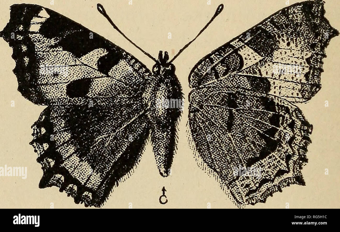 . The butterflies of the British Isles. Butterflies. 68 THE BUTTERFLIES