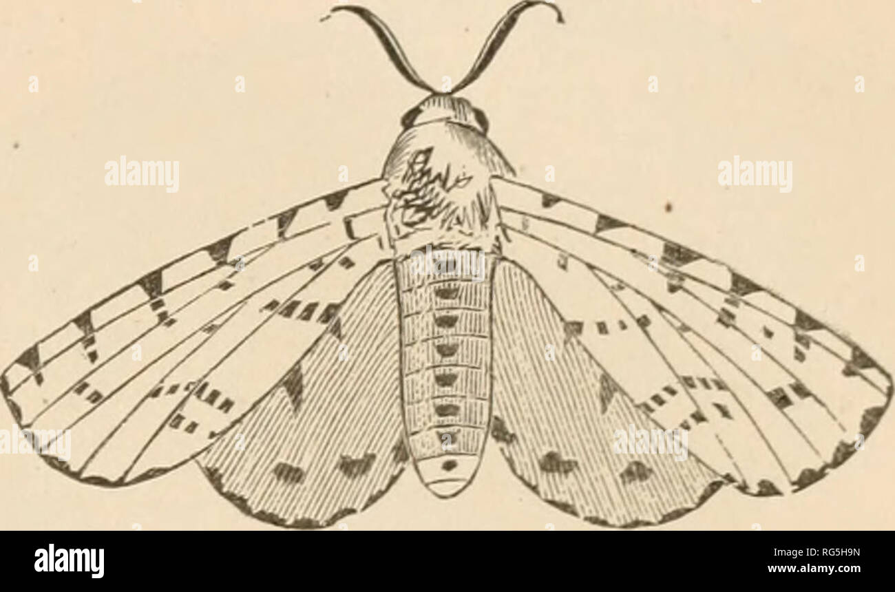 The butterfly hunters. Lepidoptera &ndash; New England Juvenile 