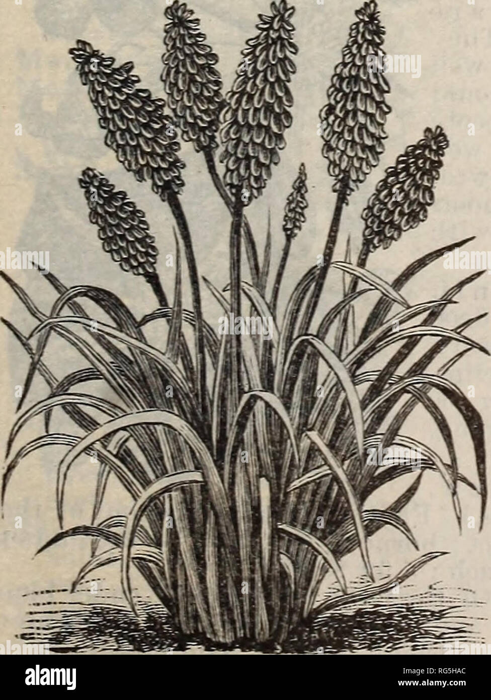 . Burpee's farm annual, 1892. Nursery stock Pennsylvania Philadelphia Catalogs; Flowers Catalogs; Vegetables Catalogs; Seeds Catalogs. AMORPHOPHALLUS RIVIERI. AMORPHOPHALLUS EIVIERI. A fine suramer-floweriug bulb for tub or open-ground culture. One of the rarest and grandest of ornamental plants. Stems and stalks green, spotted rose ; leaves de- compound and often four feet across. Flowers usually a yard in length, the projecting spadix being dark red and the spathe rosy green. 45 cts. each; 3 for ^1.25. LILY OF THE VALLEY. FOR WINTER OR SPRING BLOOMING. &quot;We offer strong imported pips, wh Stock Photo