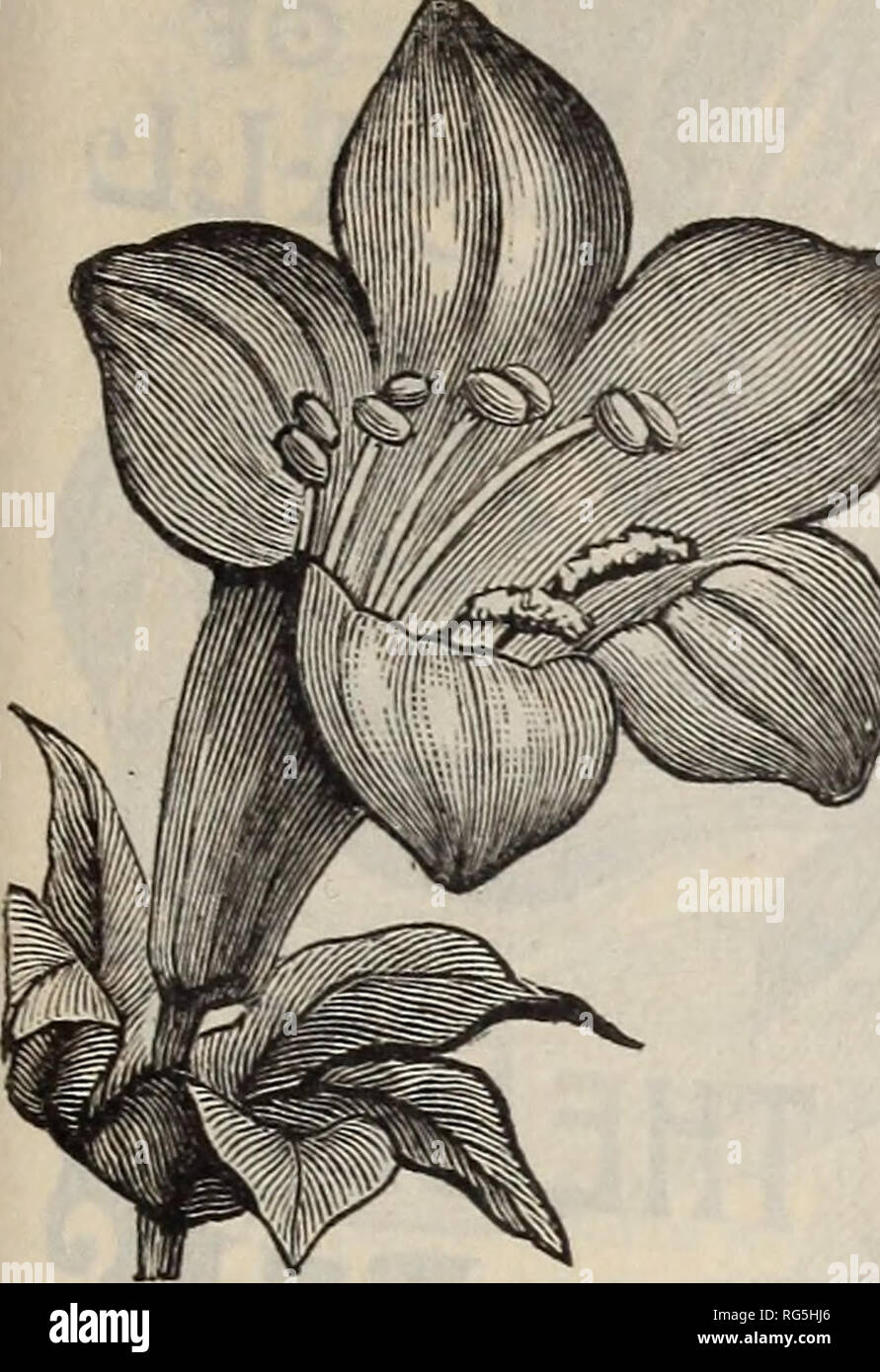 . Burpee's farm annual, 1892. Nursery stock Pennsylvania Philadelphia Catalogs; Flowers Catalogs; Vegetables Catalogs; Seeds Catalogs. SEEDS OF ANNUAL CLIMBERS. 135. PER PKT. LOPHOSPERMUM Scandens. This is one of the mosi beautiful climbing annuals, and is very easily grown. It has elegant, grace- Mill' 11 illllil 0' lilMiii f*-^! flowers, of large size, resembling fox- ^WH^K^'&quot;^^&quot;^' gloves in shape, and ^ vj^^^ of a rich rosy-purple -&quot;^'-^^^^ color. The foliage is //^ v,;^r^j|^ff^^m ful, of velvety text- P^^^^^^^B ure 10 lV:.i1^^Mi MAURANDYA. Charming climbers, elegant alike in Stock Photo