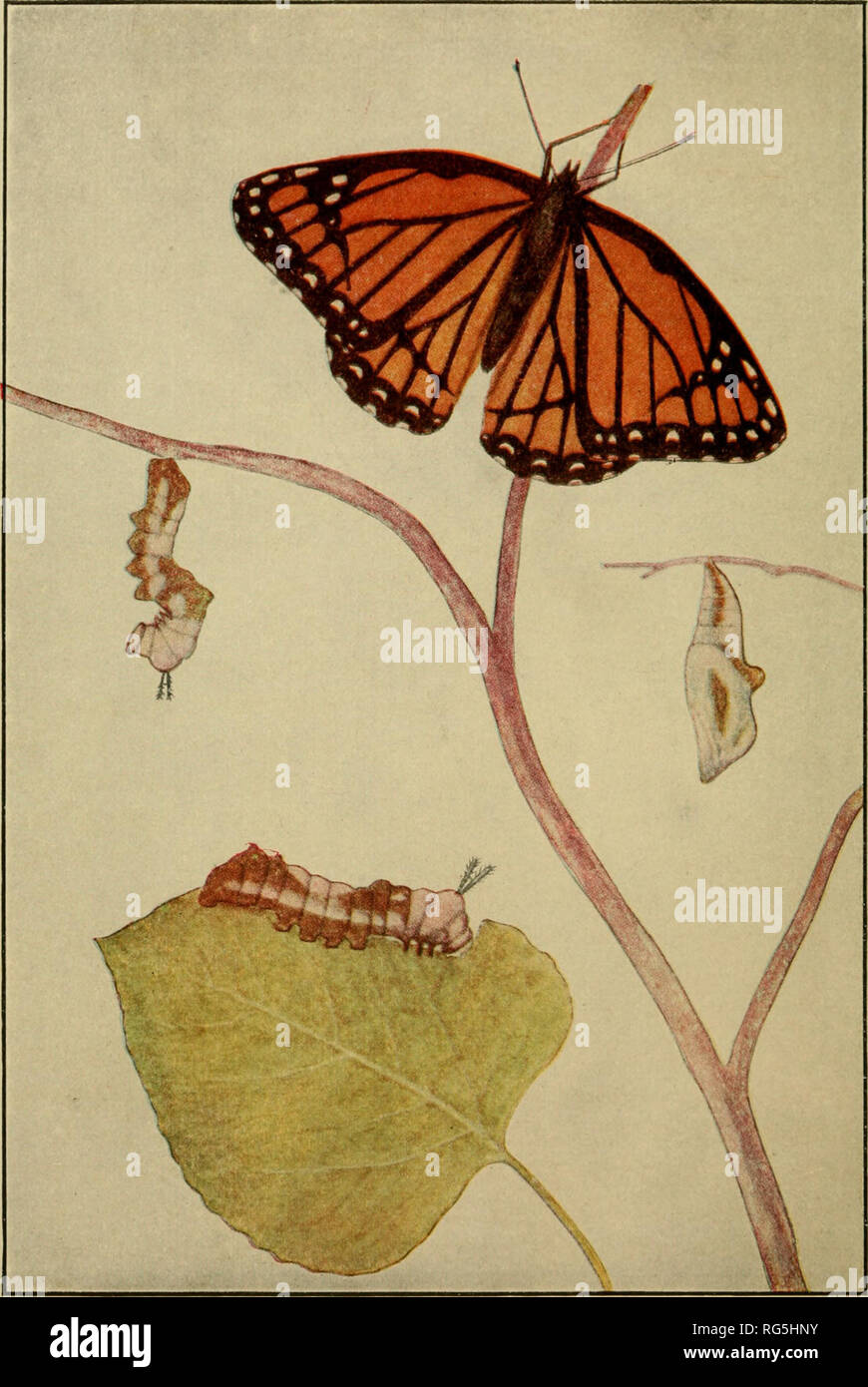 . Butterflies worth knowing. Butterflies. Frorn a drawing by W. I. Beecroft See pages 195-202 THE STAGES OF THE VICEROY The butterfly freshly emerged; caterpillar hung up for pupation; the chrysalis; the caterpillar feeding. Please note that these images are extracted from scanned page images that may have been digitally enhanced for readability - coloration and appearance of these illustrations may not perfectly resemble the original work.. Weed, Clarence Moores, 1864-1947. [Garden City, N. Y. ] Pub. by Doubleday, Page &amp; Company for Nelson Doubleday Stock Photo