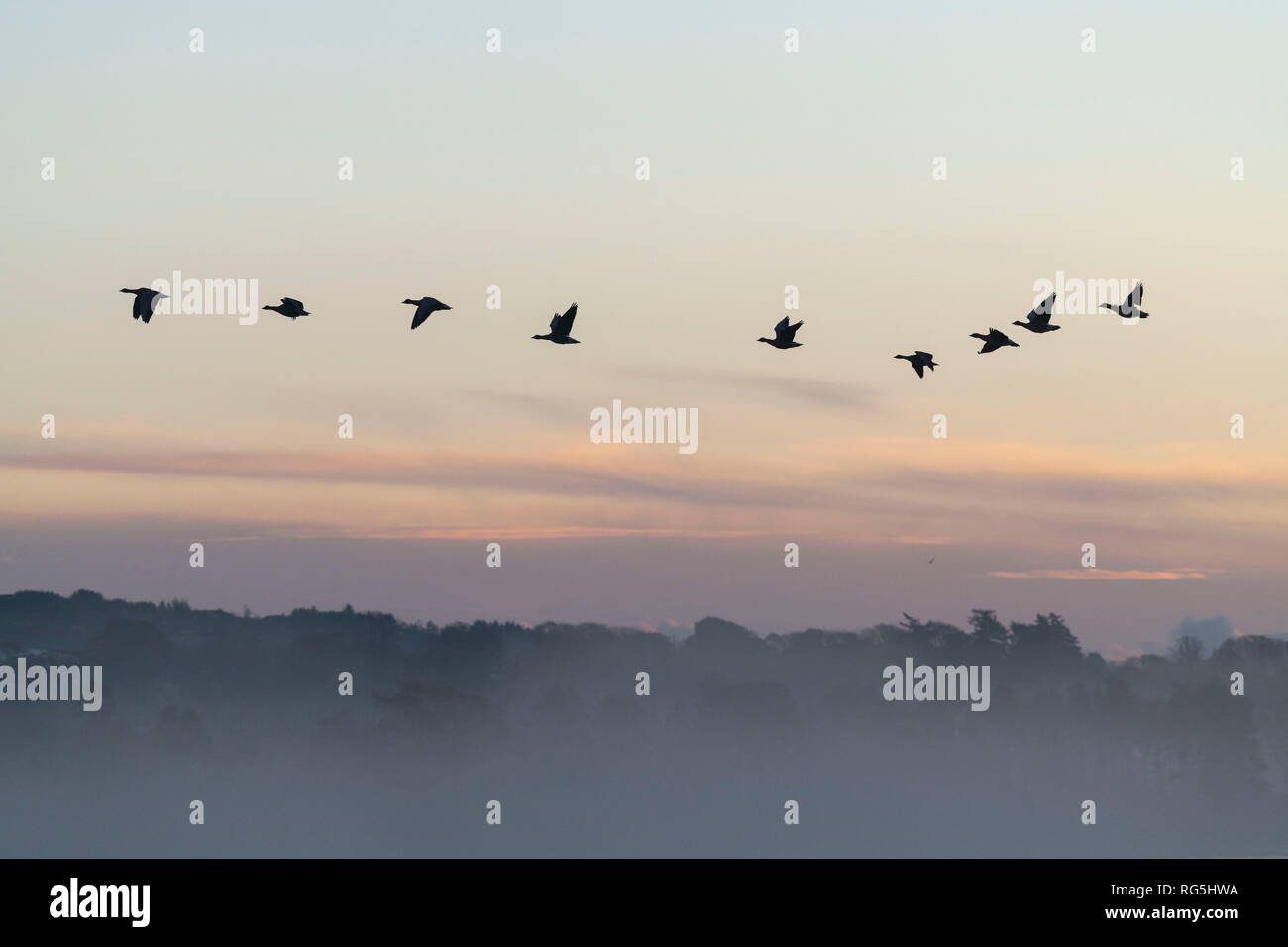 skyGeese Leaving Their Overnight Roost on the Loch of Skene as the Sun Rises Stock Photo