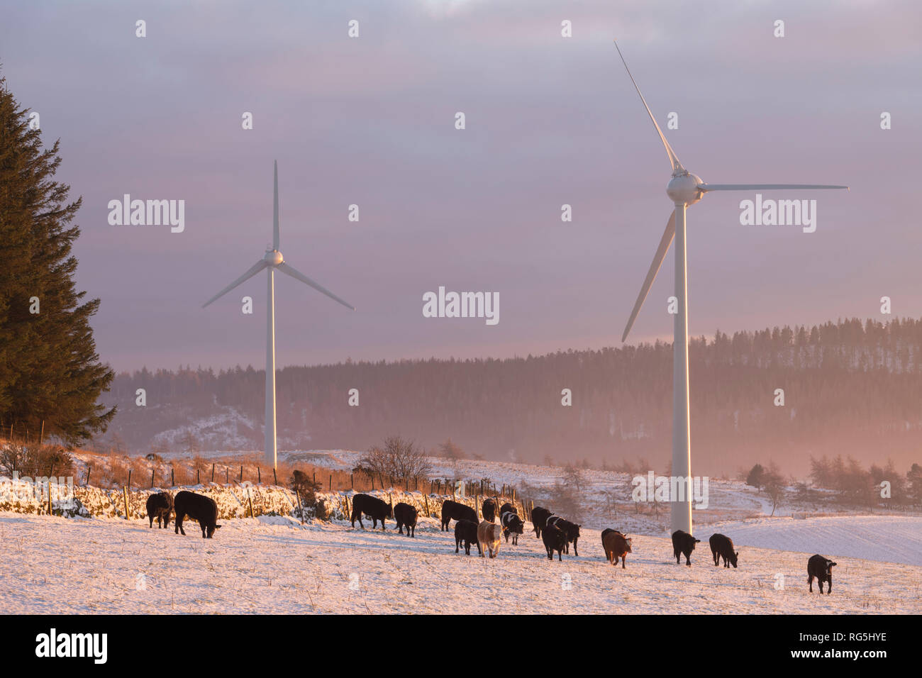 Wind Turbines and Cattle in Late Afternoon Sun in a Snowy Aberdeenshire Landscape Stock Photo