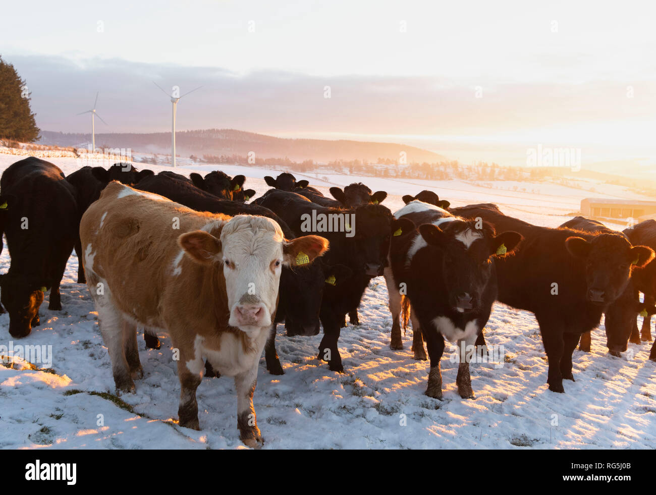 Inquisitive Cattle in a Snowy Aberdeenshire Landscape Stock Photo