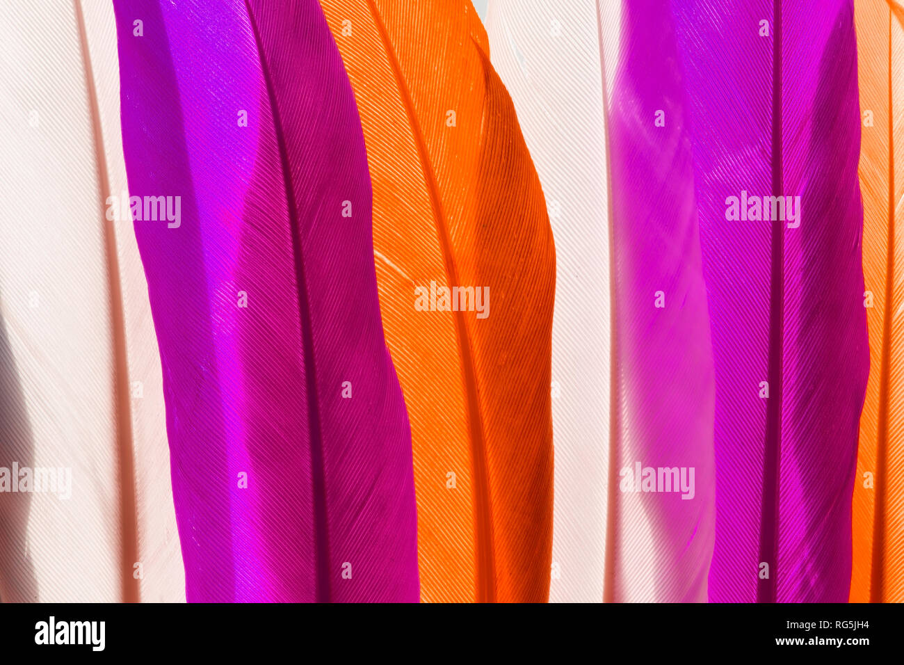 Colorful artificial feathers texture close up Stock Photo