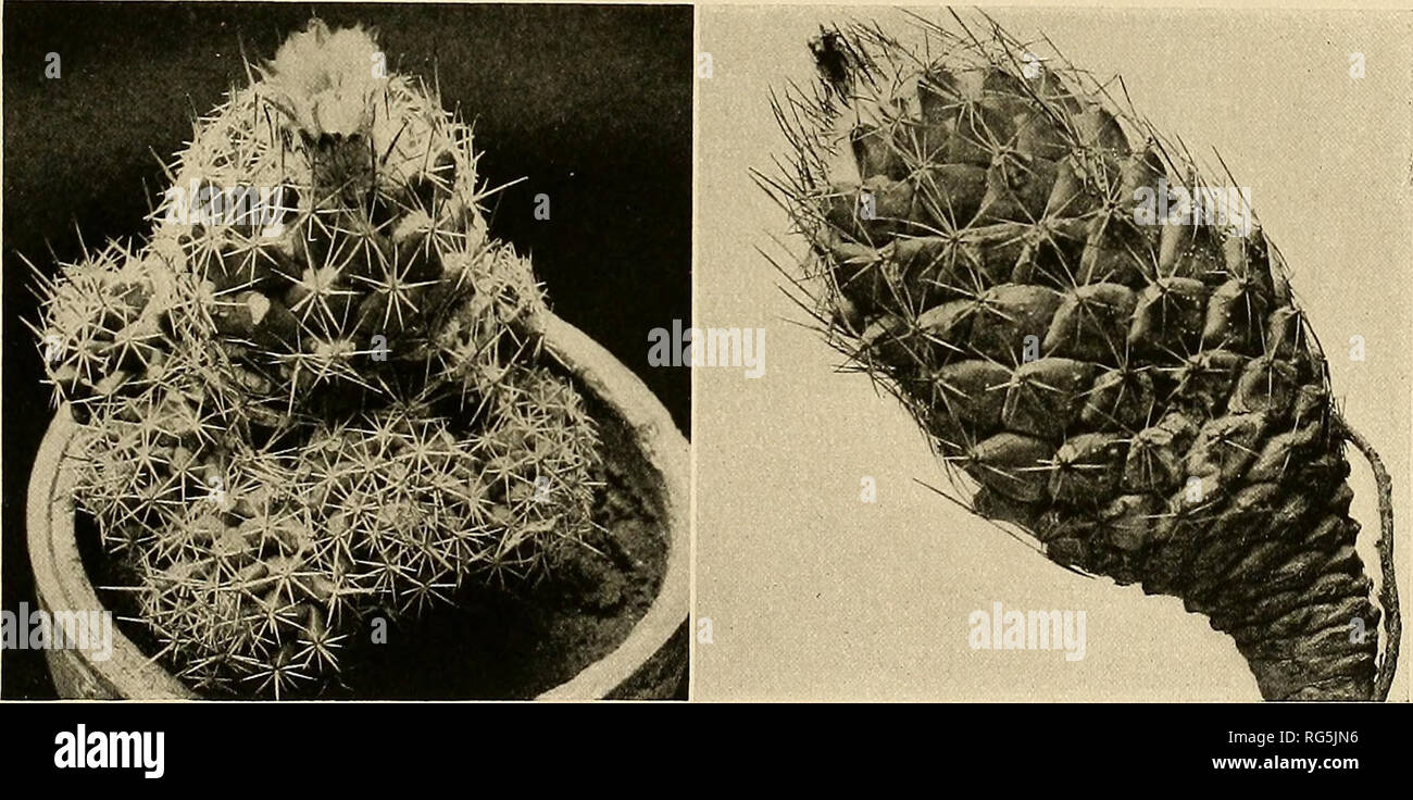 . The Cactaceae : descriptions and illustrations of plants of the cactus family. CORYPHANTHA. 43 30. Coryphantha chlorantha (Engelmann). Mammillaria chlorantha Engelmann in Rothrock, Rep. U. S. Geogr. Surv. 6: 127. 1878. Cactus radiosus chlorauthus Coulter, Contr. U. S. Nat. Herb. 3: 121. 1894. Mammillaria radiosa chlorantha * Schumann, Gesamtb. Kakteen 481. 1898. Plant cylindric, sometimes 20 to 25 cm. high, 8 cm. in diameter; tubercles closely set and entirely hidden by the densely matted spines; flowers small, 35 mm. broad; outer perianth-segments cihate; inner perianth-segments yellow or g Stock Photo