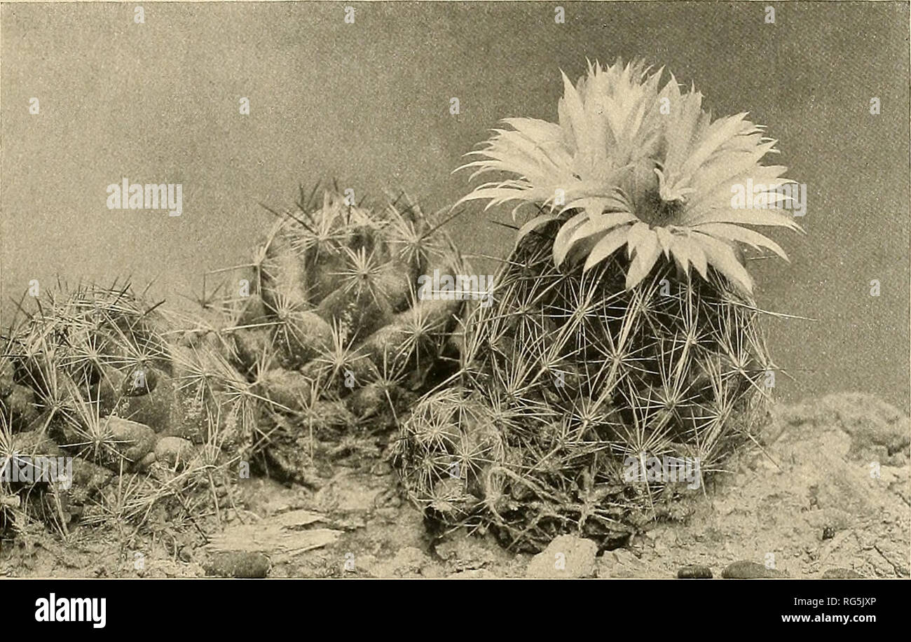 . The Cactaceae : descriptions and illustrations of plants of the cactus family. BRITTON AND ROSE. VOL. IV. Please note that these images are extracted from scanned page images that may have been digitally enhanced for readability - coloration and appearance of these illustrations may not perfectly resemble the original work.. Britton, Nathaniel Lord, 1859-1934; Rose, J. N. (Joseph Nelson), 1862-1928. Washington : Carnegie Institution of Washington Stock Photo