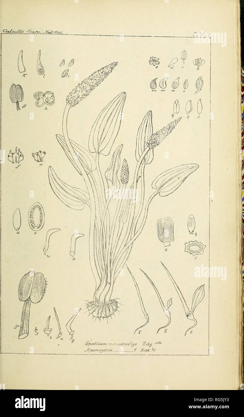 . Calcutta Journal of Natural History. . Please note that these images are extracted from scanned page images that may have been digitally enhanced for readability - coloration and appearance of these illustrations may not perfectly resemble the original work.. Stock Photo