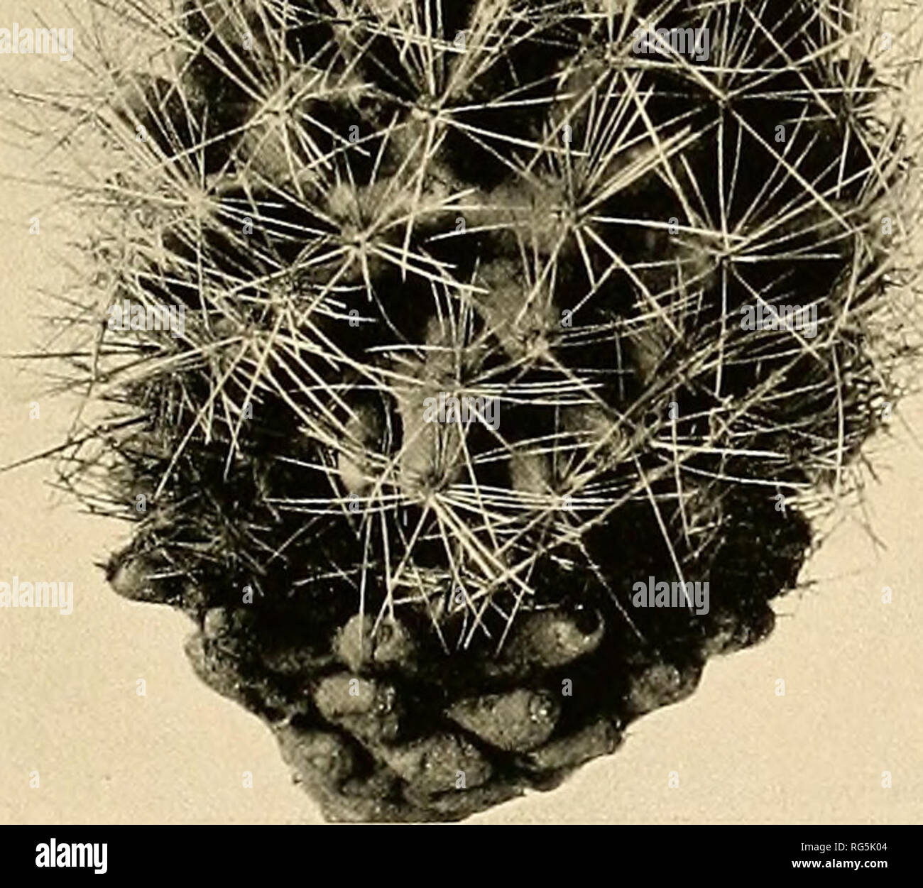 . The Cactaceae : descriptions and illustrations of plants of the cactus family. CORYPHANTHA. 29 There has been considerable confusion regarding this species, which was first described as Mammillaria scheeri by Miihlenpfordt in 1847, but this proved to be a homonym. This led Poselger in 1853, when he transferred the species to Echinocactus, to publish it as E. muehlenpfordtii. Dr. Engelmann in 1856 described a variety of Mammillaria scheeri, calling it valida. Some time afterwards he compared this variety with the type of the species and decided that they were the same. We have examined severa Stock Photo