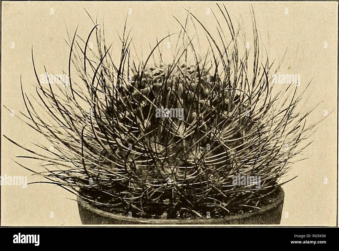 . The Cactaceae : descriptions and illustrations of plants of the cactus family. LOB IVI A. 51 still persists, but it has never flowered. We are disposed to refer here an illustration (Illustr. Hort. 6: pi. 214) which was called Echinopsis pentlandii. Figure 63 is from a photograph of a plant brought by Dr. Rose from the type locality in 1914.. Fig. 63.—Lobivia ferox. 3. Lobivia longispina sp. nov. Globose to cylindric, 10 cm. in diameter, up to 25 cm. high, bluish green; ribs 25 to 50, rather low, deeply undulate, broken into acute tubercles 1 to 2 cm. long; spines 10 to 15, slender, elongate Stock Photo