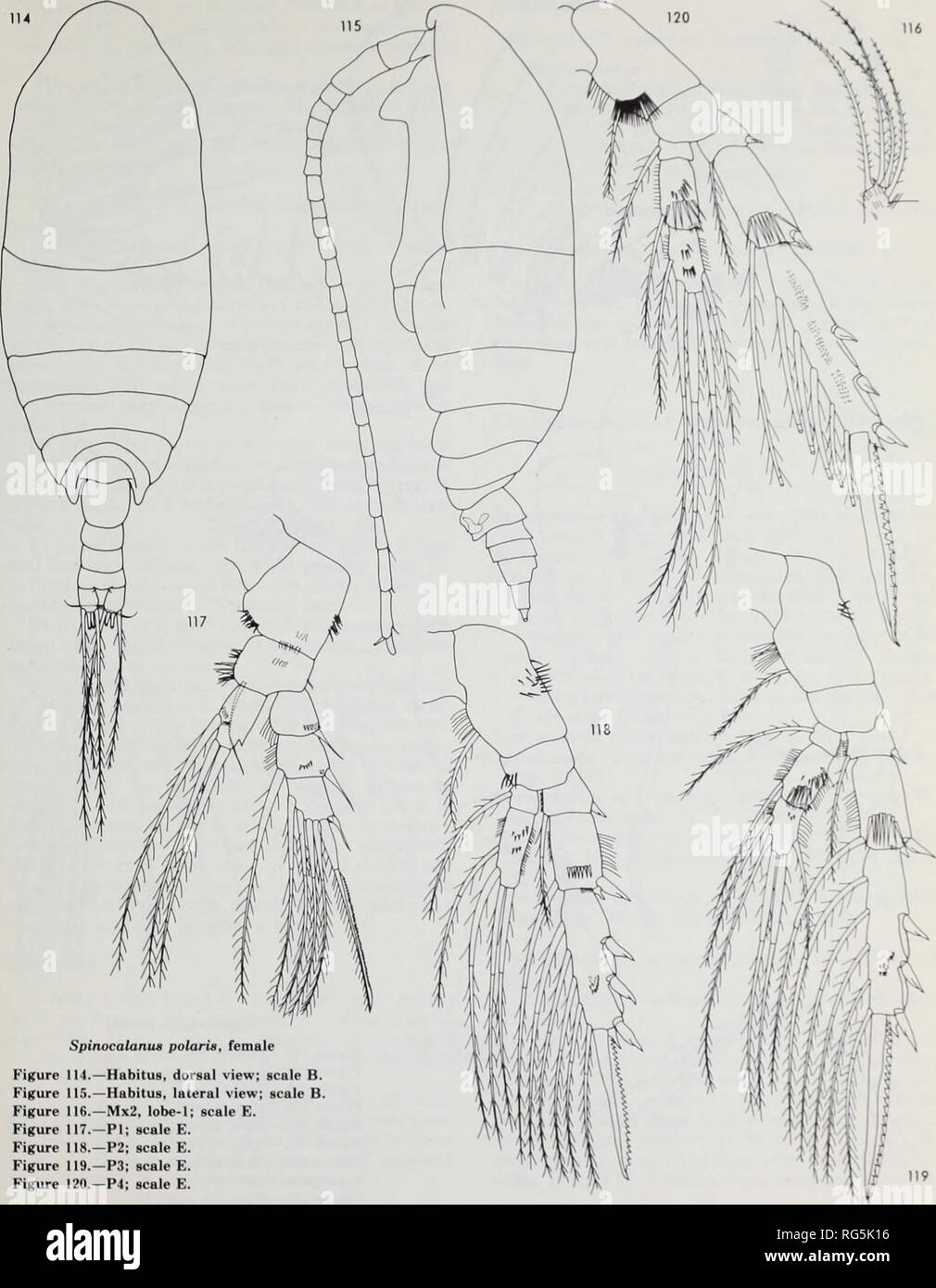 . Calanoid copepods of the genera Spinocalanus and Mimocalanus from the central Arctic Ocean, with a review of the Spinocalanidae / David M. Damkaer. Copepoda Arctic Ocean.. Spinocalanua polaris, female Figure 114.—Habitus, dorsal view; scale B. Figure 115.—Habitus, lateral view; scale B Figure 116.—Mx2, lobe-1; scale E. Figure 117.—PI; scale E. Figure 118.—P2; scale E. Figure 119.—P3; scale E. Figure 120.—P4; scale E. 51. Please note that these images are extracted from scanned page images that may have been digitally enhanced for readability - coloration and appearance of these illustrations Stock Photo