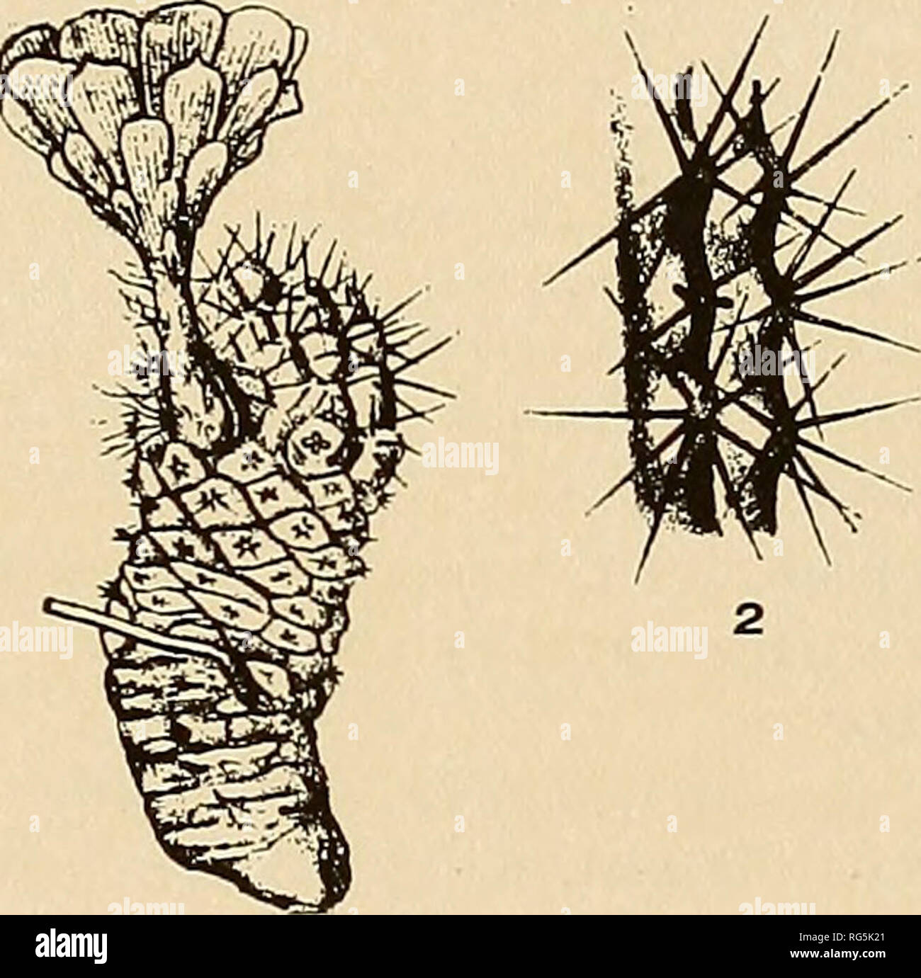 . The Cactaceae : descriptions and illustrations of plants of the cactus family. . Fig. 60.—Rebutia pygmaea. Fig. 60 a.—Plant and section of stem of Rebutia steinmannii. 4. Rebutia pygmaea (R&quot;. E. Fries). Echinopsis pygmaea R. E. Fries, Nov. Act. Soc. Sci. Upsal. IV. I1: 120. 1905. Simple, ovoid to short-cylindric, 1 to 3 cm. long, 1.2 to 2 cm. in diameter, or sometimes branched with 2 to many short joints from a much thickened root; tubercles small, more or less arranged into 8 to 12 spiraled rows; areoles narrow, somewhat lanate; spines all radial, 9 to 11, short, appressed, 2 to 3 mm.  Stock Photo