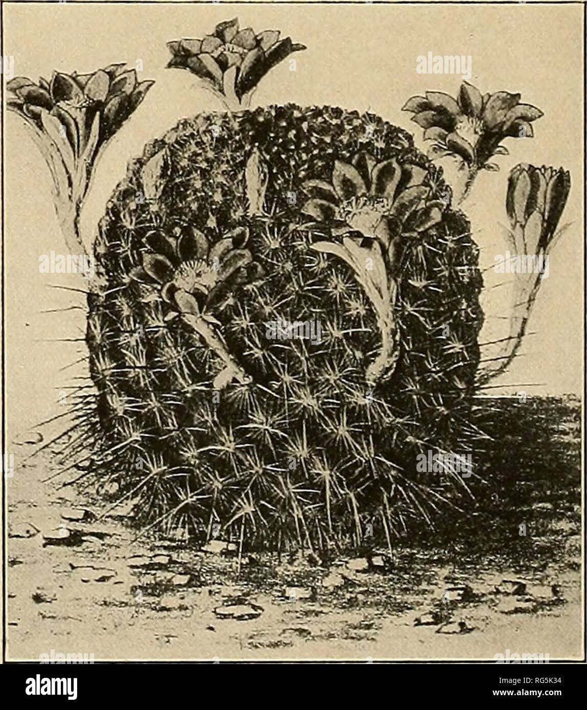 . The Cactaceae : descriptions and illustrations of plants of the cactus family. Fig. 57.—Rebutia minuscula. Fig. 58.—Rebutia pseudominuscula. This plant is so small that when grown alone it is quite inconspicuous, but de Laet has grown it very successfully as a graft on one of the cylindric cacti. When grown this way it gives off many new plants, forming a cespitose mass and flowering freely. De Laet also lists in his Catalogue the variety cristatus under Echinocactus minusculus. Illustrations: Bliihende Kakteen 1: pi. 31; Schumann, Gesamtb. Kakteen f. 67; Curtis's Bot. Mag. 140: pi. 8583; Mo Stock Photo