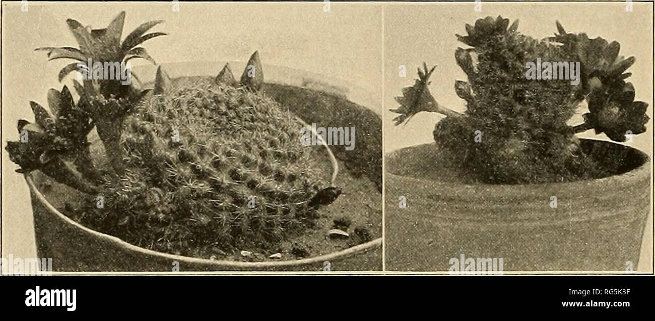 . The Cactaceae : descriptions and illustrations of plants of the cactus family. 46 THE CACTACEAE. Type locality: Tucuman, Argentina. Distribution: Northwestern Argentina. This little plant has flowered frequently both in Washington and New York, often as early as March; the flowers open in the morning and close at night, opening for four days consecutively and then followed in a few days by the small scarlet fruits.. Fig. 57.—Rebutia minuscula. Fig. 58.—Rebutia pseudominuscula. This plant is so small that when grown alone it is quite inconspicuous, but de Laet has grown it very successfully a Stock Photo