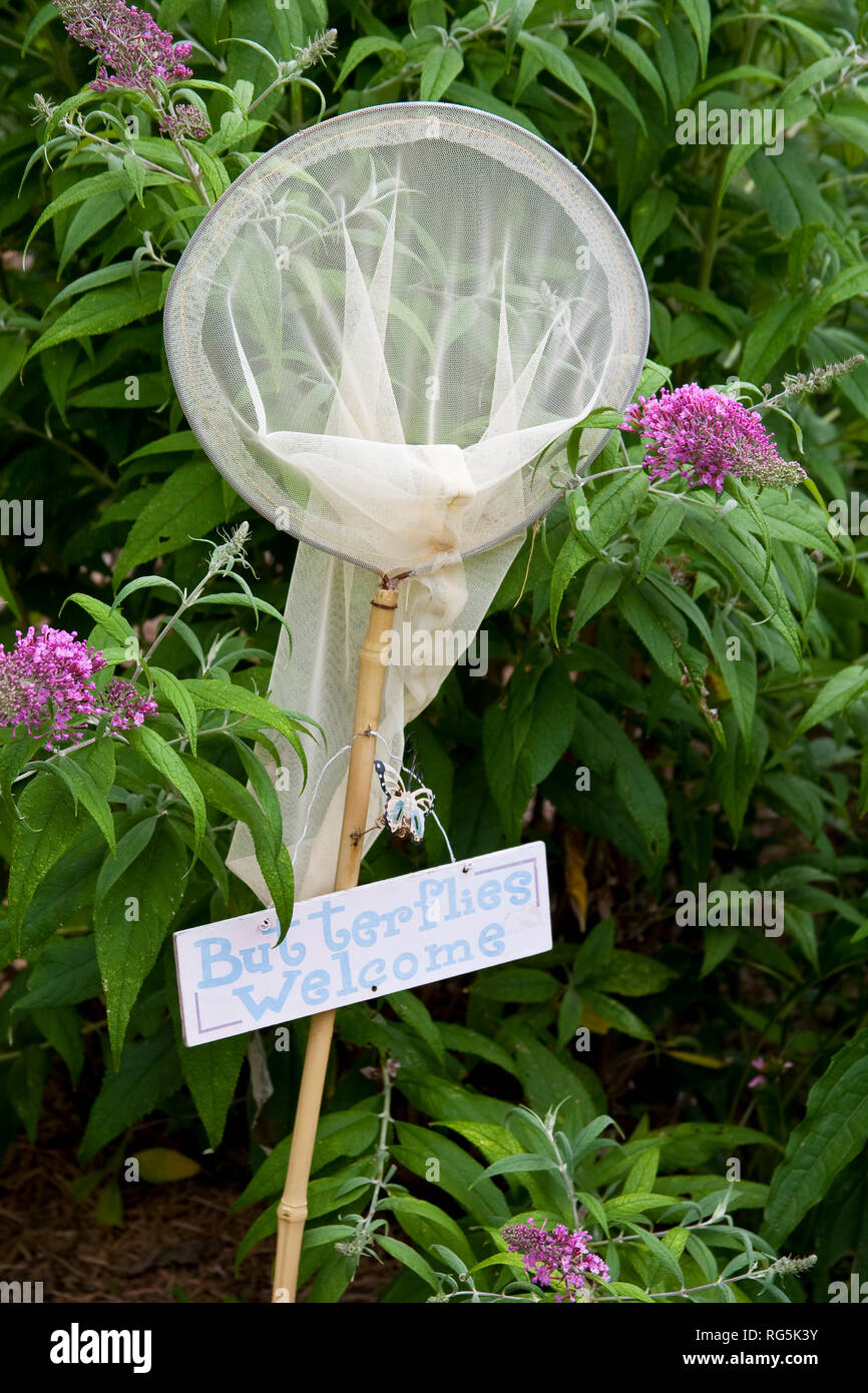 63821-22108 Butterflies Welcome net and sign near Pink Delight Butterfly Bush (Buddleia davidii)  Marion Co., IL Stock Photo