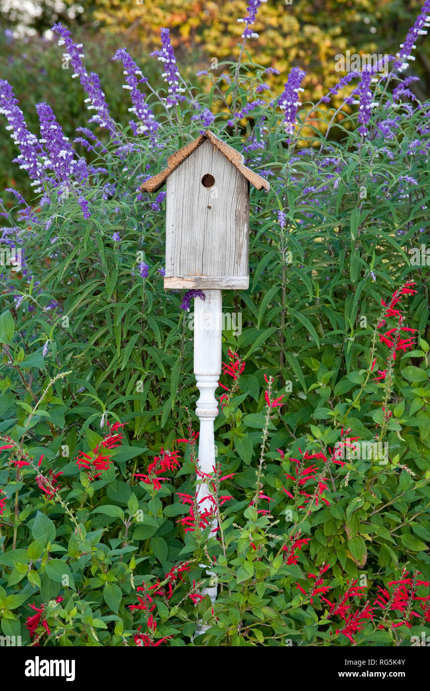 63821-22401 Birdhouse in garden with Mexican Bush Sage (Salvia leucantha) and Pineapple Sage (Salvia elegans)  Marion Co., IL Stock Photo