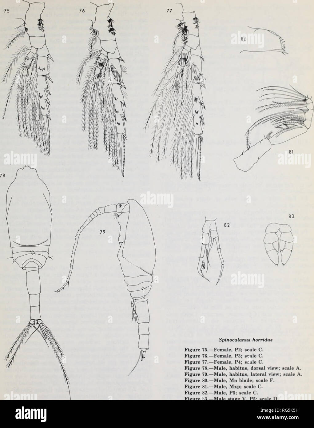 . Calanoid copepods of the genera Spinocalanus and Mimocalanus from the ...