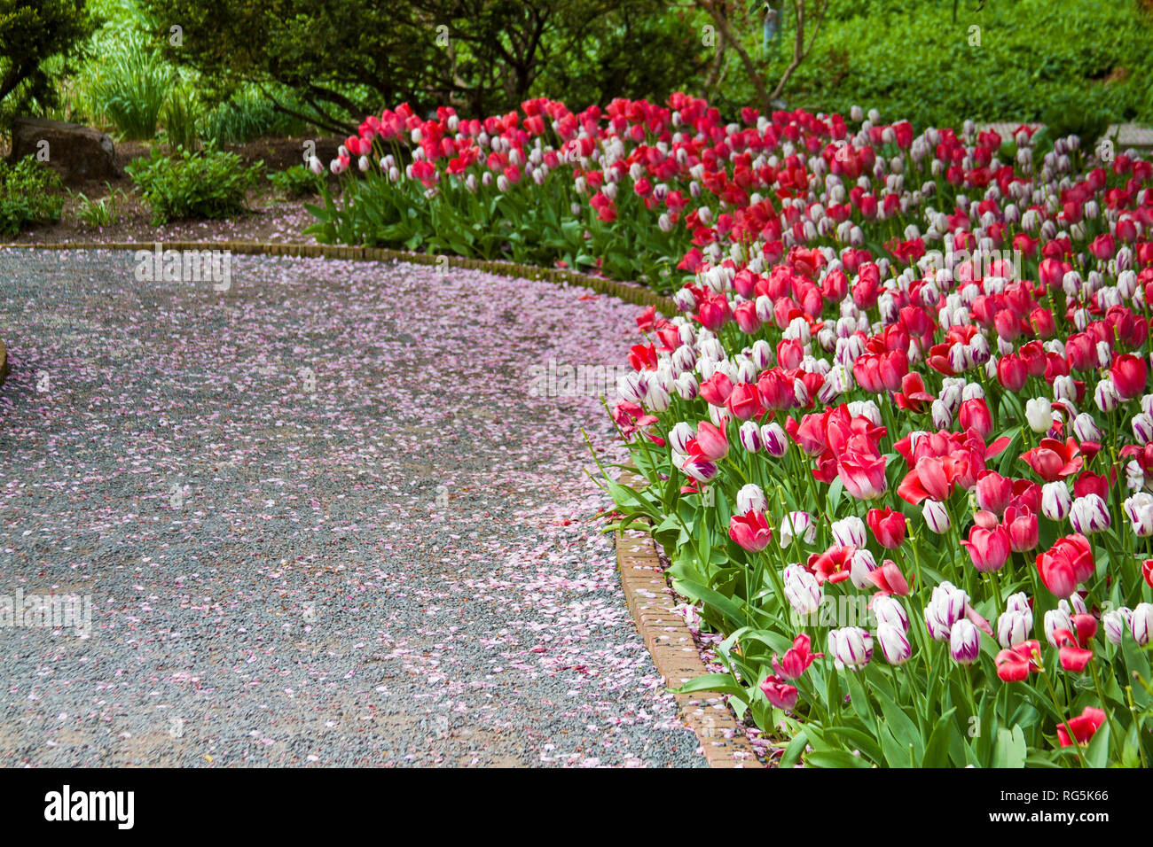 63821 22519 Walkway In Spring With Tulip Border At Chicago Botanic